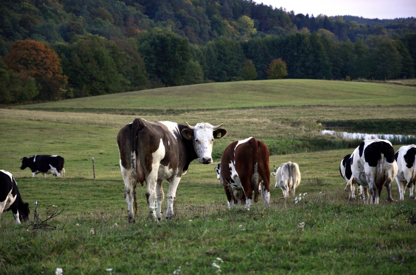 Vacas en un establo lechero